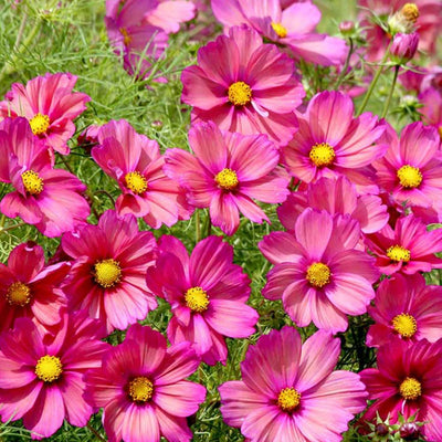 Cosmos 'Xsenia' Seeds
