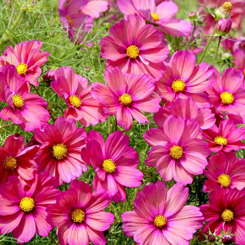 Cosmos &