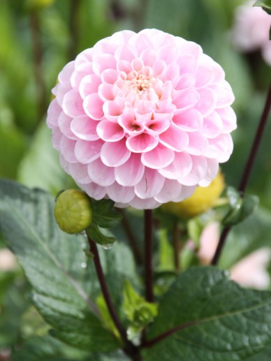 Dahlia &