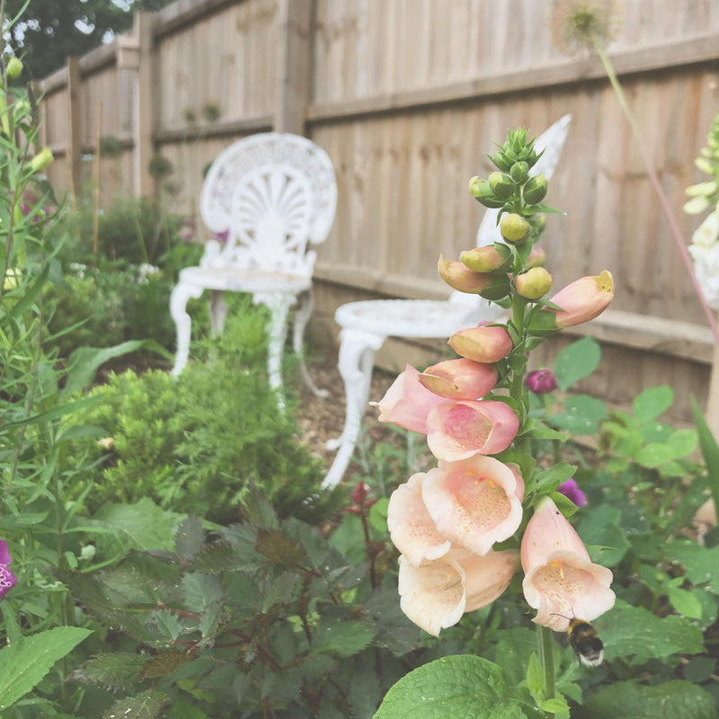 Foxglove &