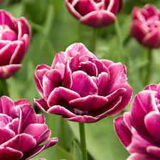Tulip Dream Touch (15 Bulbs)