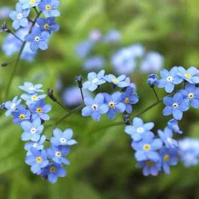 Forget Me Not &