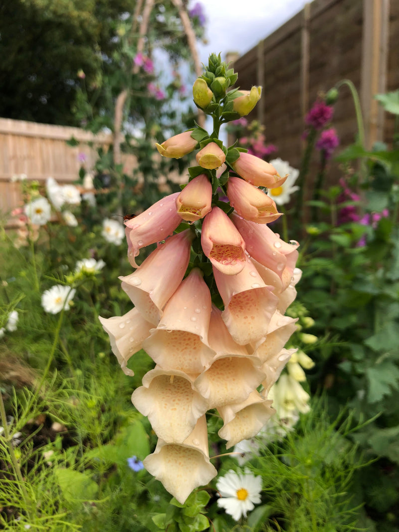 Foxglove &