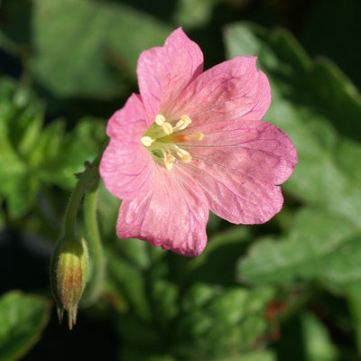 Geranium 'Wargrave Pink' Bare Root (Preorder)