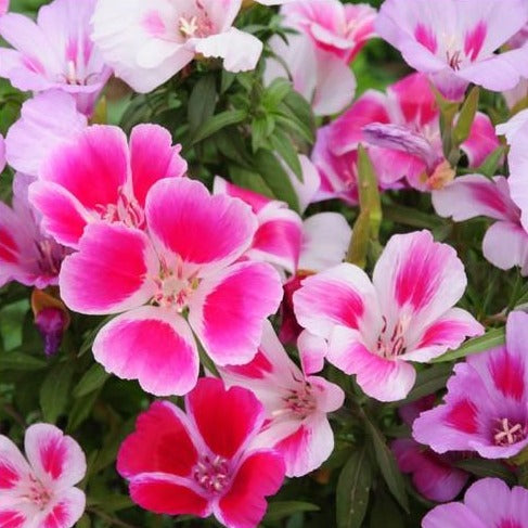 Godetia &