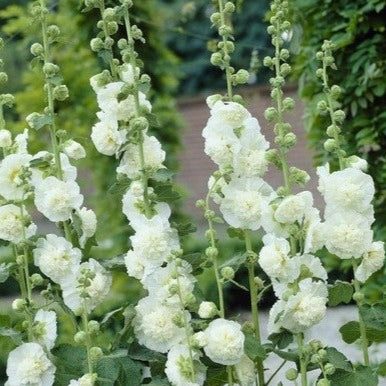 Hollyhock Chater&