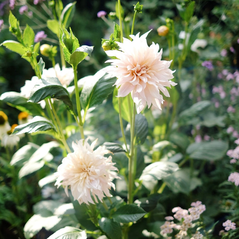 Dahlia &