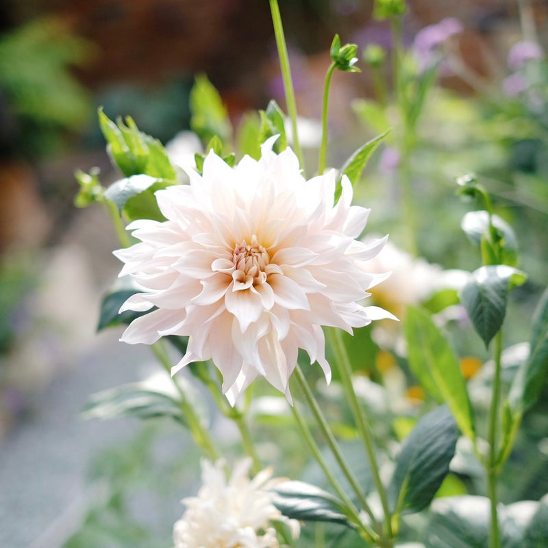 Dahlia &