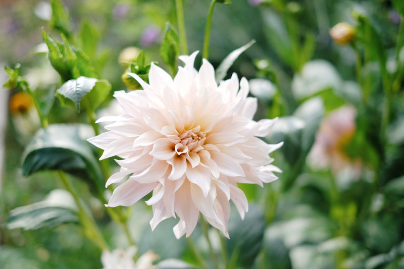 Dahlia &