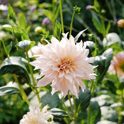 Dahlia 'Cafe au lait'