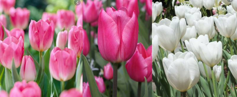 Tulips: Luxury Pink & White Mix (90 Bulbs)