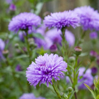 Aster 'Purple Puff' Bare Root (Preorder)