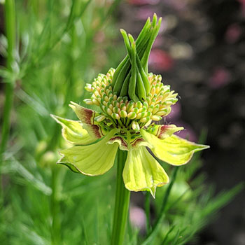 Nigella &