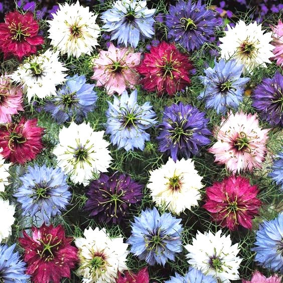 Nigella &