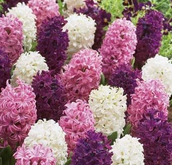 Hyacinth Pastel Mix (10 Bulbs)