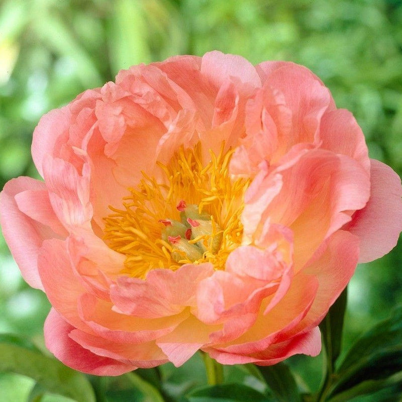 Peony &