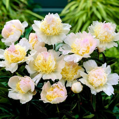 Peony 'Top Brass' Bare Root (Pre order)