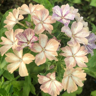 Phlox 'Creme Brulee' Seeds