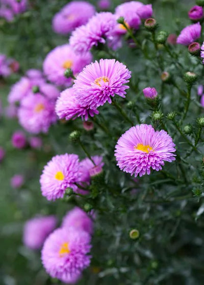 Aster 'Pink Puff' Bare Root