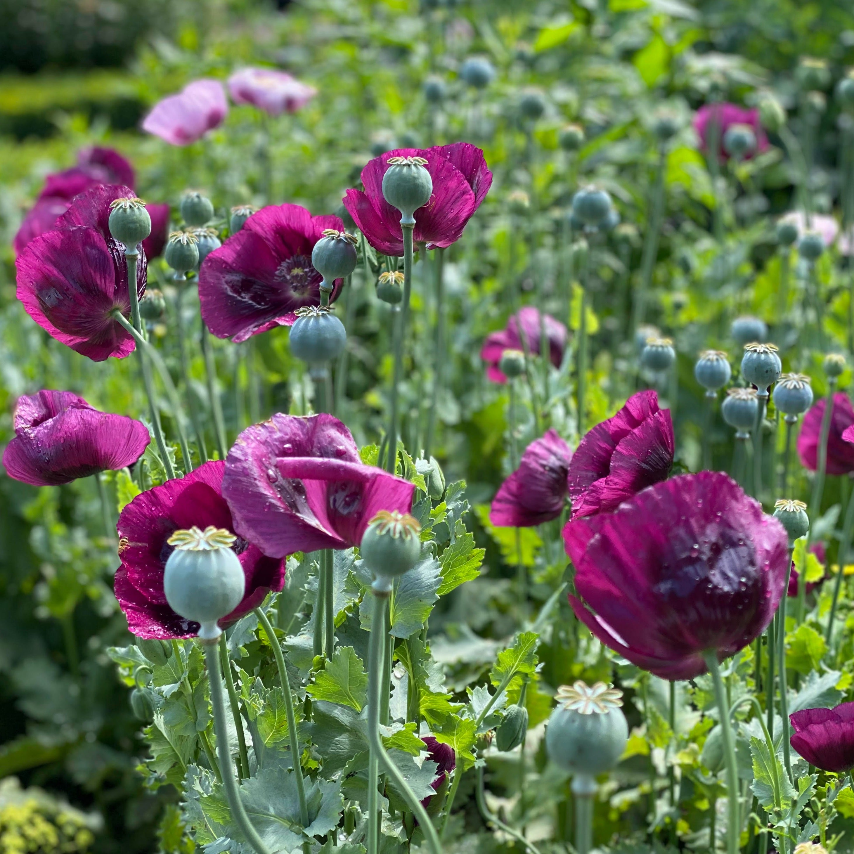 Perple Poppy Poppy 'Purple' Seeds β The Rose Press Garden
