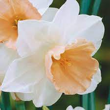 Salome Daffodils (15 Bulbs)