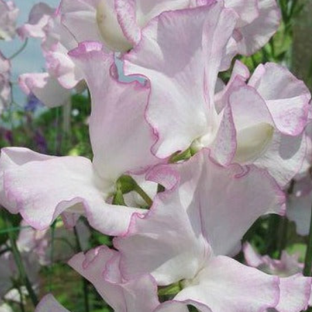 *LIMITED EDITION* Sweet Pea Packs (5 x Packets of Seeds)