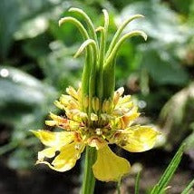 Nigella &