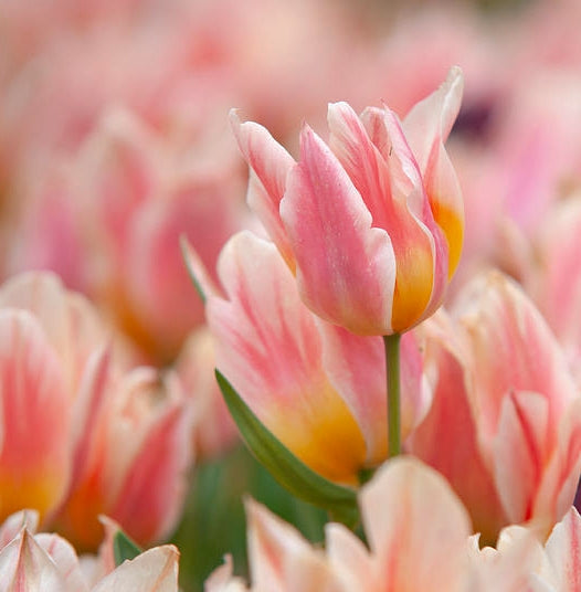 Tulip Quebec (15 Bulbs)