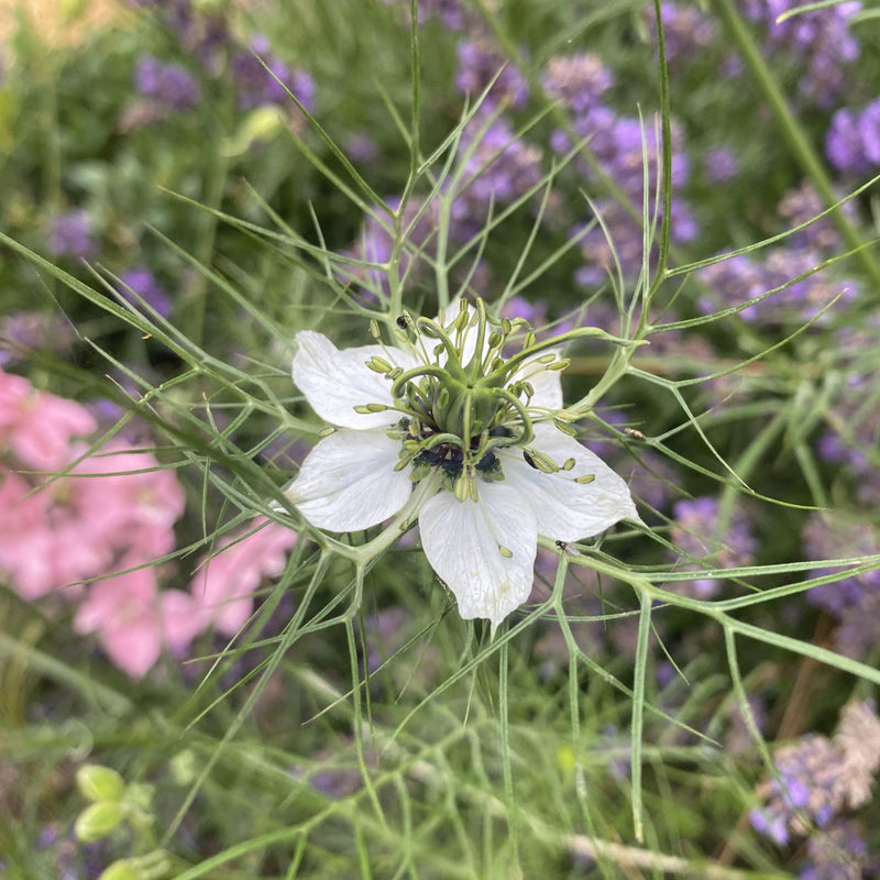 Nigella &